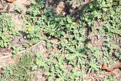 Grangea maderaspatana